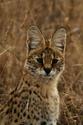 Encourage Conservation of Small Wild Cats