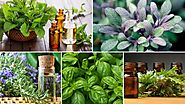 Essential Oils For Concentration and Memory