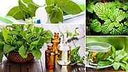 Peppermint Essential Oil Uses – Herbal Health