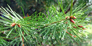 Christmas Trees - Entomology (Penn State University)