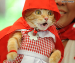 50 frightfully cute Halloween pet costumes