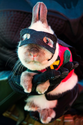 The 57 Greatest Pet Costumes EVER