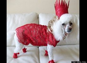 PHOTOS: The Funniest Pet Halloween Costumes Ever