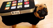 25 Crazy Pet Costumes That Put Yours to Shame