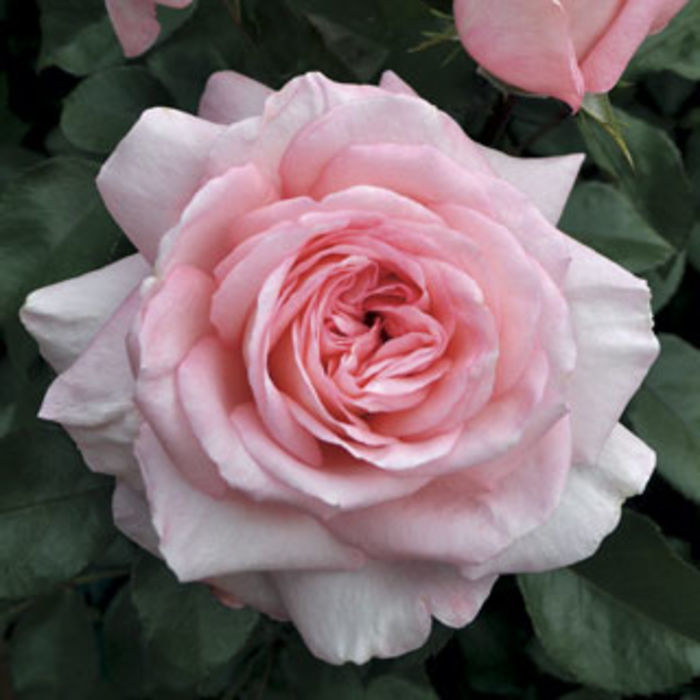 Jackson & Perkins Rose Garden A Listly List