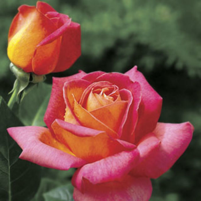 Jackson & Perkins Rose Garden A Listly List