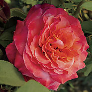 Surreal™ Floribunda Rose