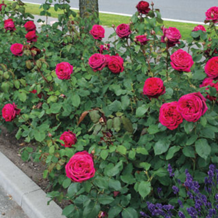 Jackson & Perkins Rose Garden A Listly List