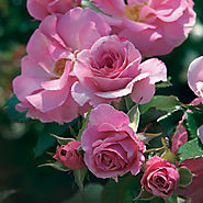 Kimberlina Floribunda Rose