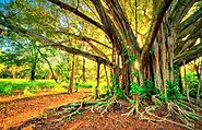 Learn About Health Benefits of Banyan Tree | Webfeed360