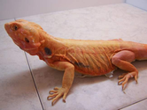 Reptile Cages, bearded dragons and Enclosures_Dragons4you