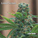 Loud Scout Feminised Seeds