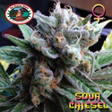 Sour Chiesel Feminised Seeds