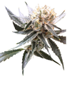 Sour Tangie Feminised Seeds - 6