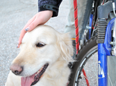 How to Ride a Bicycle with Your Dog