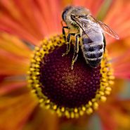 Las abejas saben que el mundo es redondo