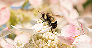 Obama protege a las abejas Bumblebee