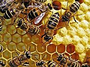 Muerte y extinción de las abejas