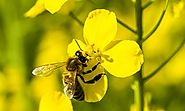 Prohibición de pesticidas dañinos para las abejas