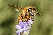 Apis mellifera, la abeja de la miel