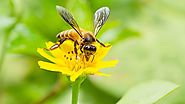 El impacto fatal de la extinción de la abeja