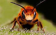 El nuevo sospechoso que causa la muerte masiva de abejas
