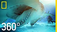 360° Great Hammerhead Shark Encounter | National Geographic