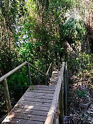 Bridge in the Rain Forest