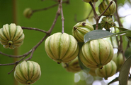 Garcinia Cambogia for Weight Loss: Does It Really Work?