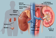 The Kidneys (Human Anatomy): Picture, Function, Definition, and Conditions