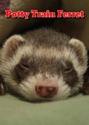 Potty Train Ferret