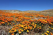 America's 10 Best Spots for Seeing Wildflowers