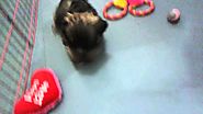 Shih Tzu Rescue Puppy Loves her Playpen