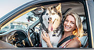Safe ways to transport your dog in your car