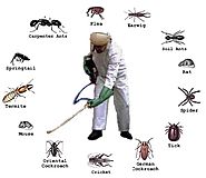 Selecting a Pest Control Brisbane Company
