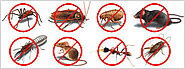 How could a Pest Management Firm help you?
