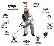 Explore the Best Pest Control Service with Advanced Technology