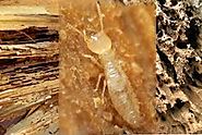 Useful Tips on Selecting the Best Termite Treatment Services