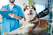 Pet Immunization: What You Need to Know
