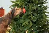 Dogs Decorating A Christmas Tree