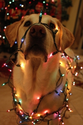 30 Dogs Who Think They're Christmas Trees