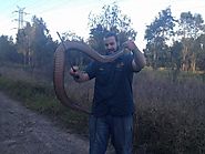 Red bellied black snake