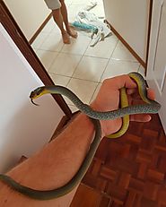 Common Tree snake