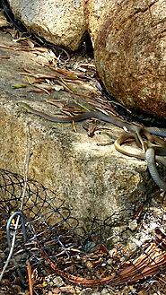 Yellow faced whip snake