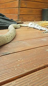 Eastern brown snake