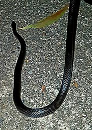 Eastern small eyed snake