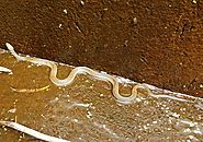 Keelback snake