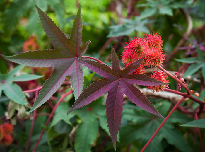 10 Most Poisonous Plants in the World | A Listly List