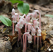 Indian Pipe Plant
