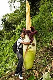 A man is hugging a Titan arum which towers well above him.